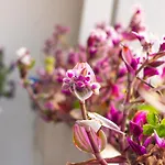 Sogno D'epoca 1822 ベッド・アンド・ブレックファスト 4*