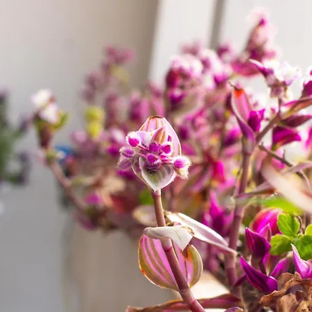 Sogno D'epoca 1822 B&B 4*